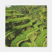 Indonesien, Bali | Reis Paddies Magnet (Vorne)