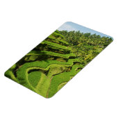 Indonesien, Bali | Reis Paddies Magnet (Linke Seite)