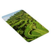 Indonesien, Bali | Reis Paddies Magnet (Rechte Seite)