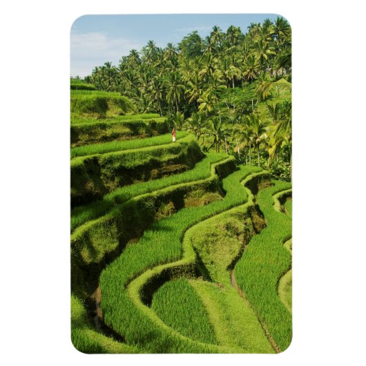 Indonesien, Bali | Reis Paddies Magnet (Vertikal)