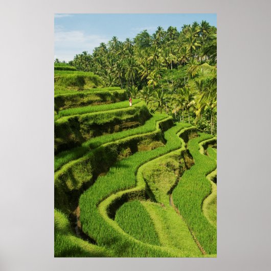 Indonesien, Bali | Reis Paddies Poster (Vorne)