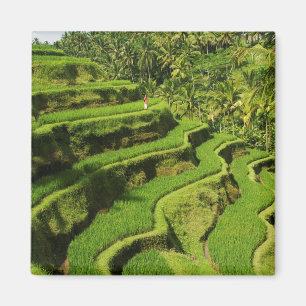 Indonesien, Bali Reisfelder Magnet