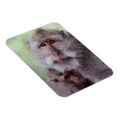 Indonesien, Bali, Ubud, Javaneraffe Magnet (Rechte Seite)