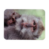Indonesien, Bali, Ubud, Javaneraffe Magnet (Horizontal)