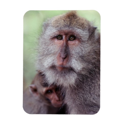 Indonesien, Bali, Ubud, Javaneraffe Magnet (Vertikal)