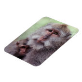 Indonesien, Bali, Ubud, Javaneraffe Magnet (Linke Seite)
