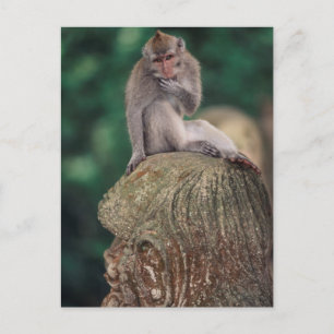 Indonesien, Bali, Ubud, Javaneraffe Postkarte