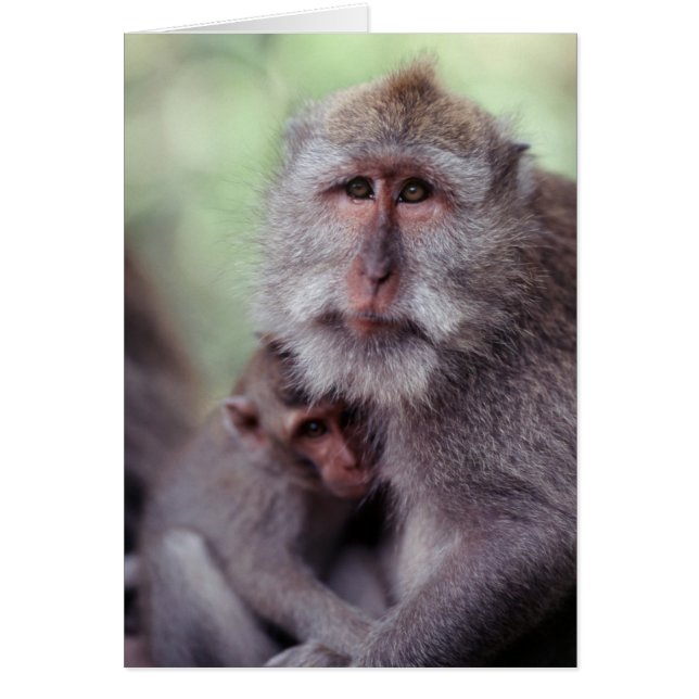 Indonesien, Bali, Ubud, Macaque (Vorne)