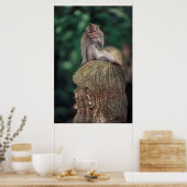 Indonesien, Bali, Ubud, Macaque 2 Poster (Küche)