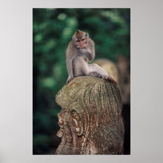 Indonesien, Bali, Ubud, Macaque 2 Poster (Vorne)