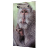 Indonesien, Bali, Ubud, Macaque Klemmbrett (Links)