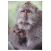 Indonesien, Bali, Ubud, Macaque Klemmbrett (Rückseite)