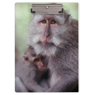 Indonesien, Bali, Ubud, Macaque Klemmbrett