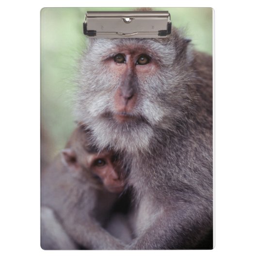Indonesien, Bali, Ubud, Macaque Klemmbrett (Vorderseite)