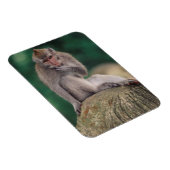 Indonesien, Bali, Ubud, Macaque Magnet (Rechte Seite)