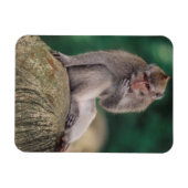 Indonesien, Bali, Ubud, Macaque Magnet (Horizontal)