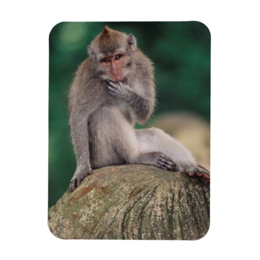 Indonesien, Bali, Ubud, Macaque Magnet (Vertikal)