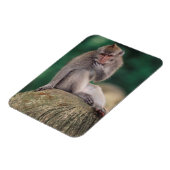 Indonesien, Bali, Ubud, Macaque Magnet (Linke Seite)