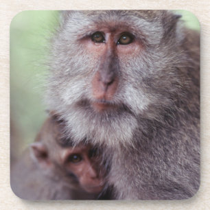 Indonesien, Bali, Ubud, Macaque Untersetzer