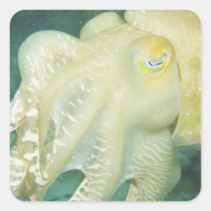 Indonesien, Provinz Süd-Sulawesi, Wakatobi Quadratischer Aufkleber