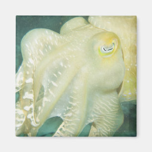 Indonesien, Provinz Südsulawesi, Wakatobi Magnet