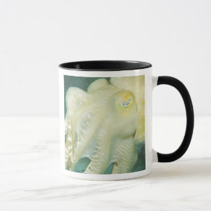Indonesien, Provinz Südsulawesi, Wakatobi Tasse