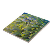 Indonesien. Schooling Fisch Fliese (Seite)