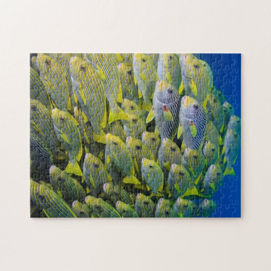 Indonesien. Schooling Fisch Puzzle (Horizontal)