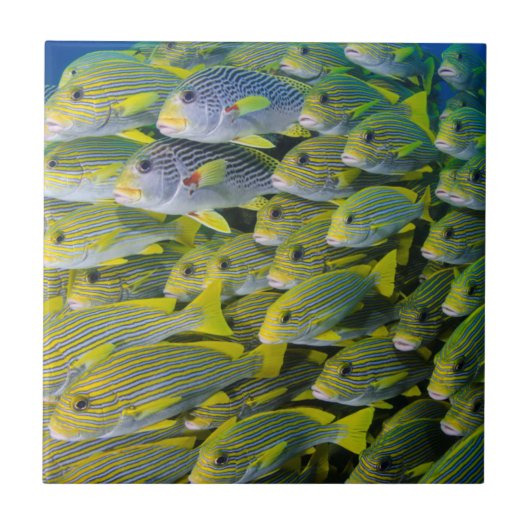Indonesien. Schwarmfische Fliese (Vorderseite)