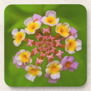 Indonesische Blumen-harte PlastikUntersetzer (Set Getränkeuntersetzer