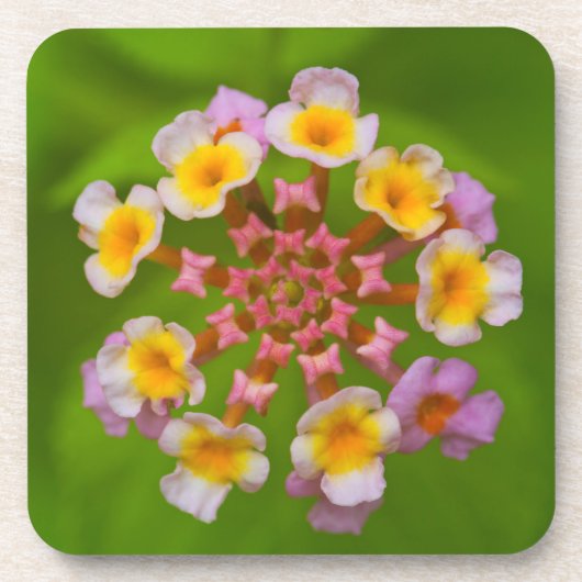 Indonesische Blumen-harte PlastikUntersetzer (Set Getränkeuntersetzer (Vorderseite)