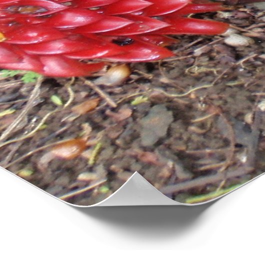 Indonesische Wax Ginger Poster (Ecke)