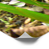 Indonesische Wax Ginger Poster (Ecke)