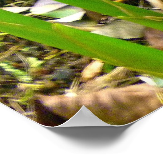 Indonesische Wax Ginger Poster (Ecke)