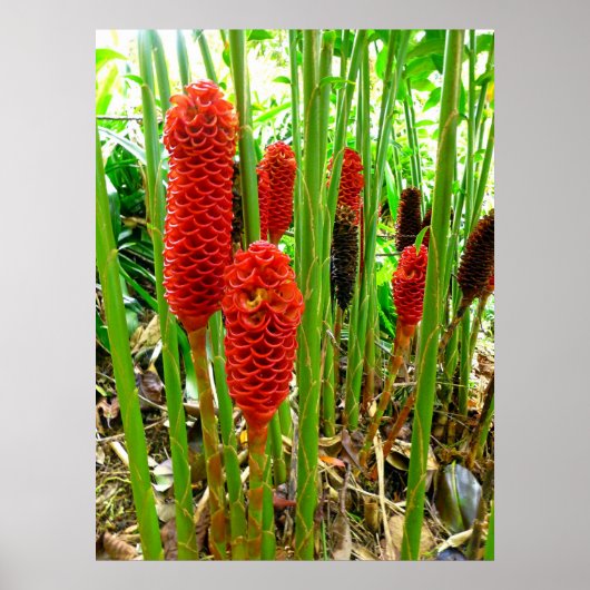 Indonesische Wax Ginger Poster (Vorne)