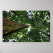 Indonesischer Regenwald Poster (Vorne)