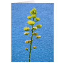 Infloreszenz von Agave Pflanze.