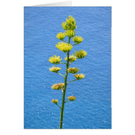 Infloreszenz von Agave Pflanze.