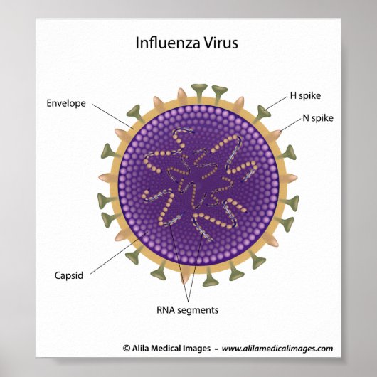 Influenza-Virus, gezeichnet. Poster (Vorne)