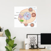 Influenza-Virus-Invasion und -Replikation Poster (Heimbüro)