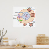 Influenza-Virus-Invasion und -Replikation Poster (Küche)