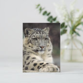 Info-Karte für Snow Leopard Postkarte (Stehend Vorderseite)