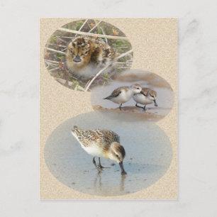 Info-Karte mit Spoon-Billed Sandpiper Postkarte