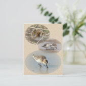 Info-Karte mit Spoon-Billed Sandpiper Postkarte (Stehend Vorderseite)