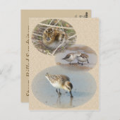 Info-Karte mit Spoon-Billed Sandpiper Postkarte (Vorne/Hinten)