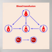 infographische Bluttransfusion Poster (Vorne)