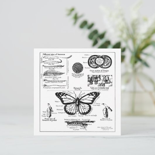 Informationen über Monarch Butterfly Einladung (Stehend Vorderseite)