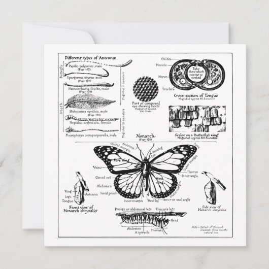 Informationen über Monarch Butterfly Einladung (Vorderseite)