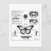 Informationen über Monarch Butterfly Postkarte (Vorderseite)