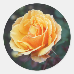 Informationen zur Rose #3-Stickers Runder Aufkleber